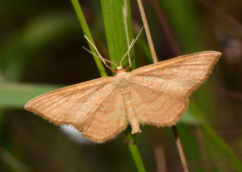 Idaea ochrata ?
